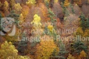 Forêt de l'Aubrac à l'automne