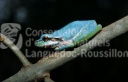 Rainette méridionale (Hyla meridionalis) bleue