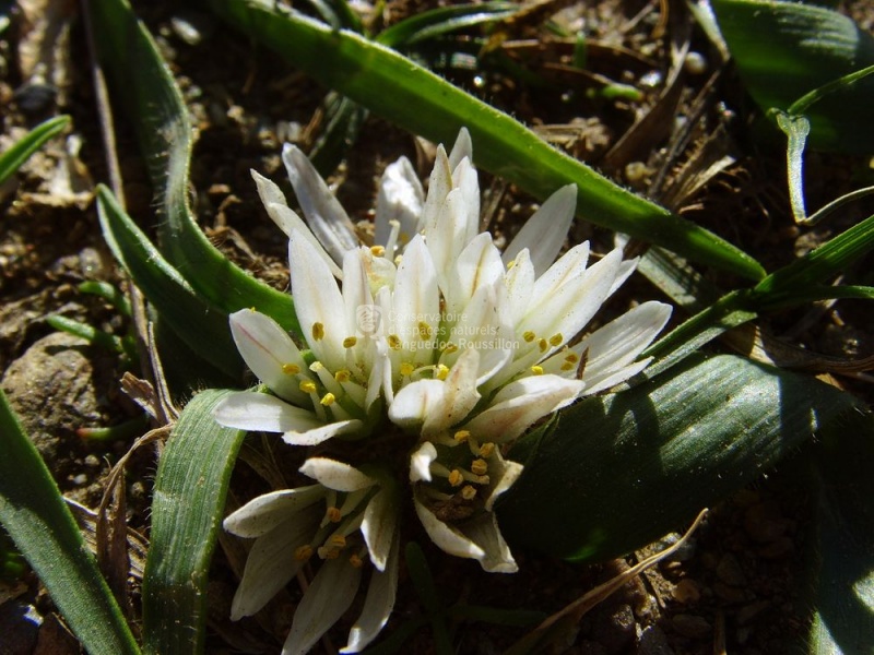 Allium chamaemoly .JPG