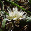 Allium chamaemoly .JPG