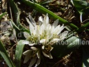 Allium chamaemoly 