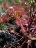 Drosera rotundifolia (détail)