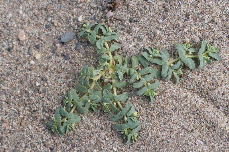 Euphorbia peplis.JPG