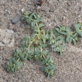 Euphorbia peplis.JPG