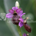 Ophrys aveyronensis_XR.jpg