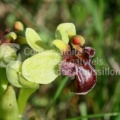 Ophrys bombyliflora_MK.jpg