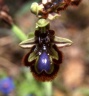 Ophrys ciliata 