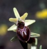 Ophrys gr. sphegodes