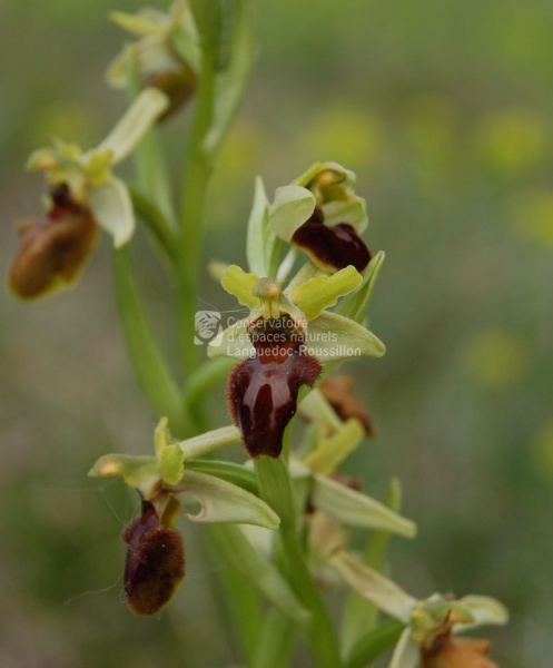 Ophrys sphegodes_BS.JPG