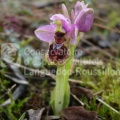 Ophrys tenthredinifera_MK.jpg