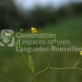 Ranunculus ophioglossifolius_BS.JPG