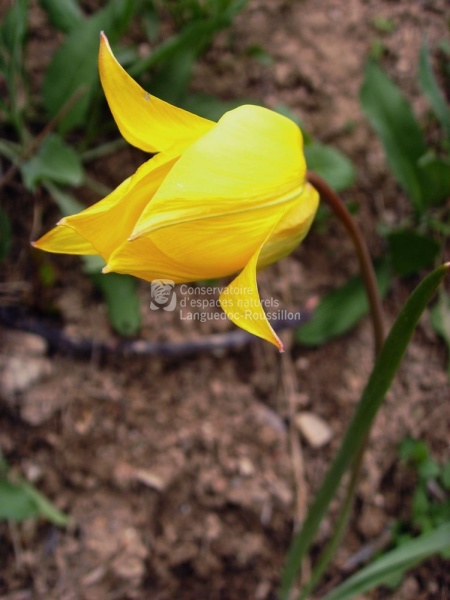 Tulipa sylvestris ssp sylvestris_BS.JPG
