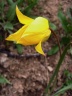Tulipa sylvestris ssp sylvestris