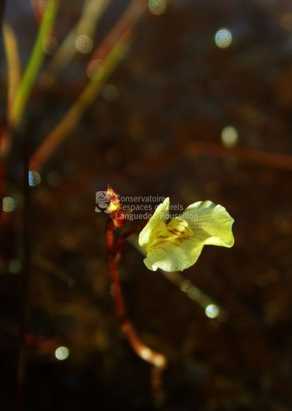 Utricularia minor_BS.JPG