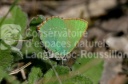Callophrys rubi (Thécla de la Ronce)
