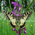 Papilio Machaon MK.jpg