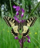 Papilio machaon (Machaon) 1 