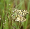  Papilio machaon (Machaon) accouplement
