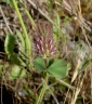 Trifolium ligusticum