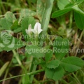 Trifolium ornithopodioides MK.jpg