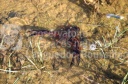 Écrevisse de Louisiane (Procambarus clarkii)