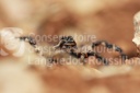 Lycosa narbonensis (Lycose de Narbonne)