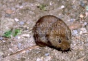 Campagnol terrestre (Arvicola amphibius)