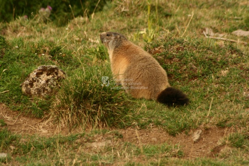 Marmotte AR.jpg