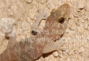Hémidactyle verruqueux (Hemidactylus turcicus)