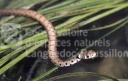 Couleuvre à collier (Natrix natrix) 2