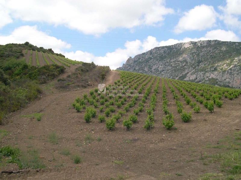 Mosaïque paysage viticole en Corbières MK.jpg