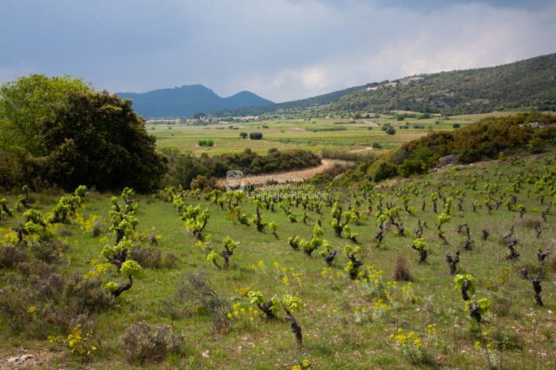 Mosaïque paysage viticole TG.JPG