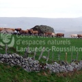 Vaches race Aubrac en Margeride GH.jpg