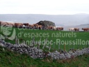 Vaches race Aubrac en Margeride 
