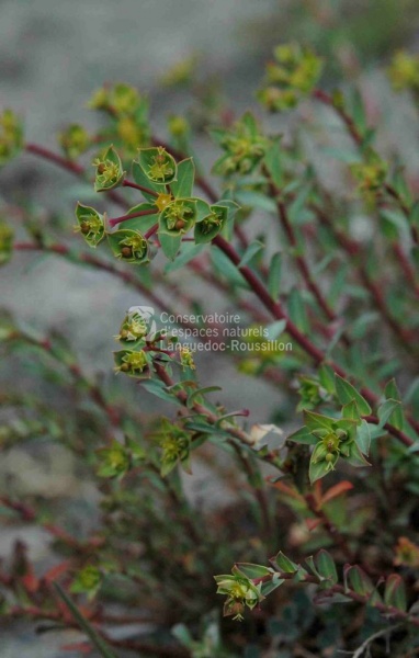 Euphorbia terracina BS.JPG